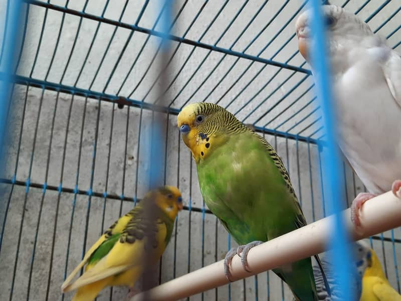 Budgies for Sale in Pakistan 1