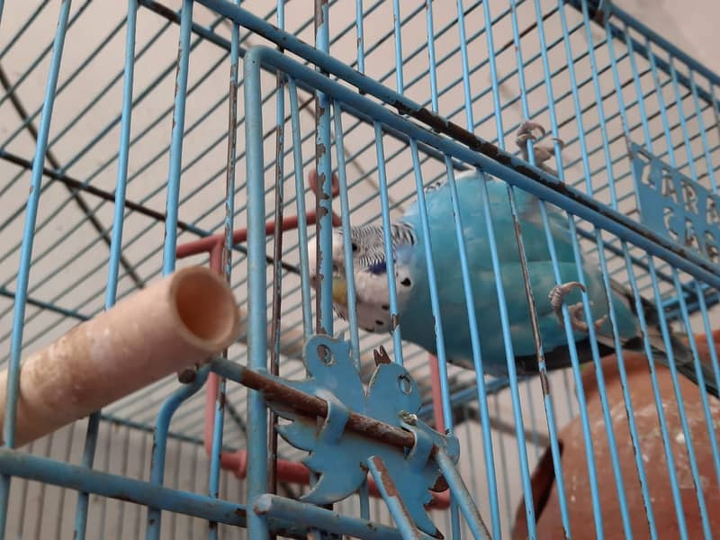 Budgies for Sale in Pakistan 2