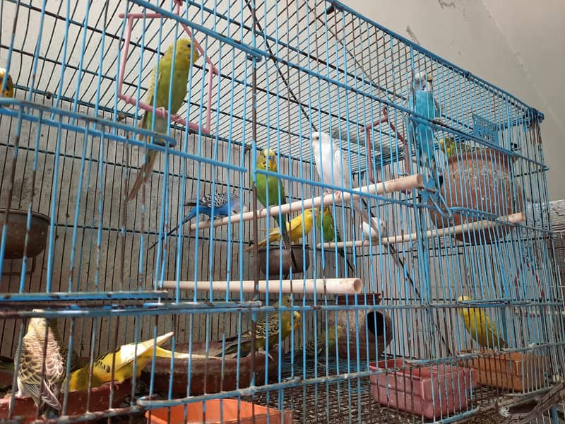 Budgies for Sale in Pakistan 3