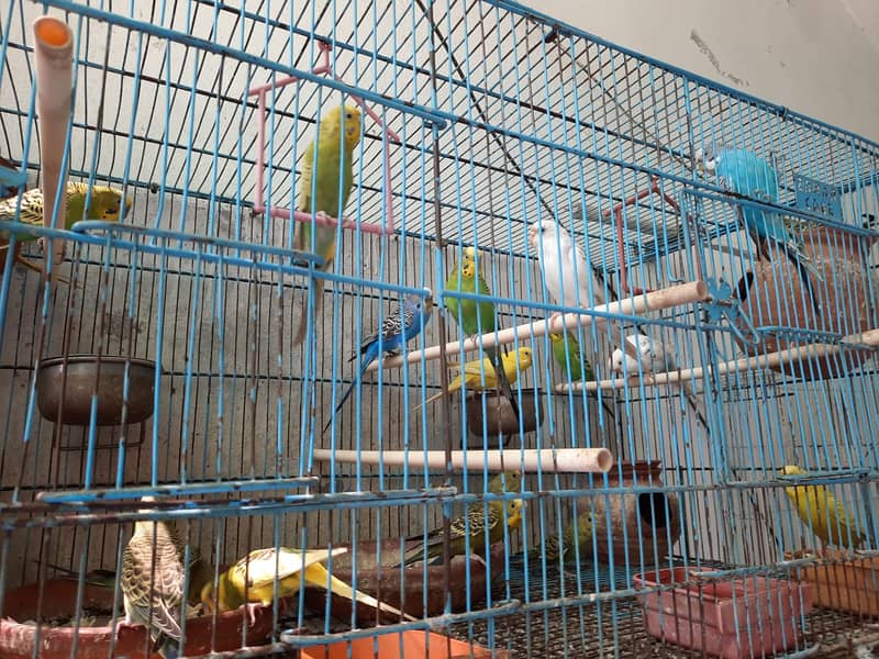 Budgies for Sale in Pakistan 4