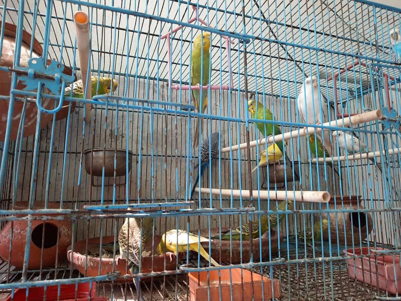 Budgies for Sale in Pakistan 5