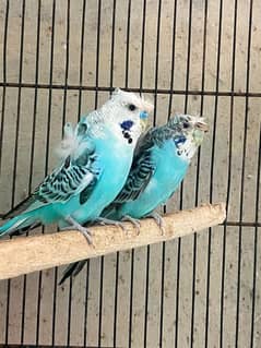 Hgoromo Budgies Parrots Breeder pairs