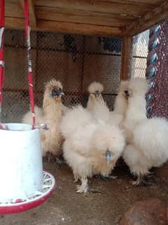 white Silkie Hens with cage