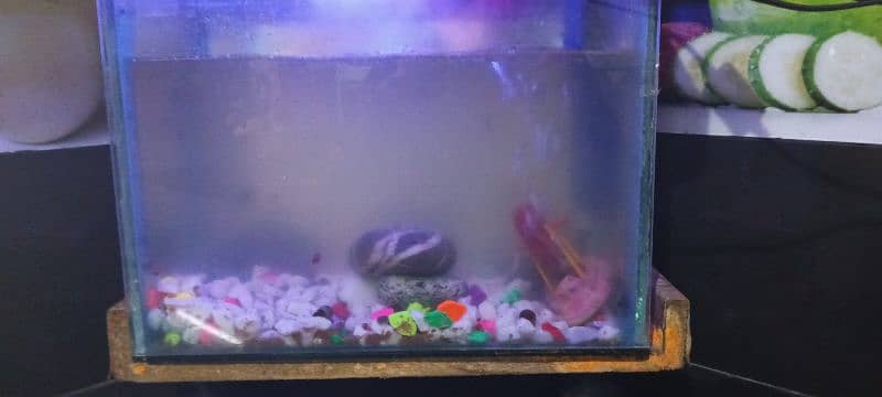 1.5feet aquarium for sale 0