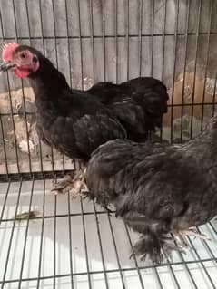 Australorp 4000