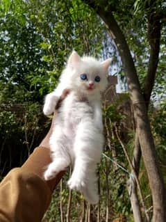 Persian cats triple coated blue eyes