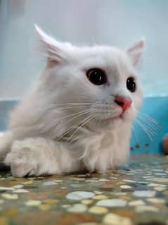 Persian cat male for sell