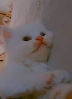 Persian Cat / White Persian Kittens / Punch Face Cat / Doll Face cat