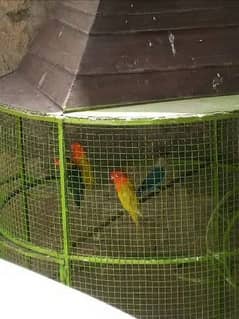 bird cage for raw parrots iron cage full strong