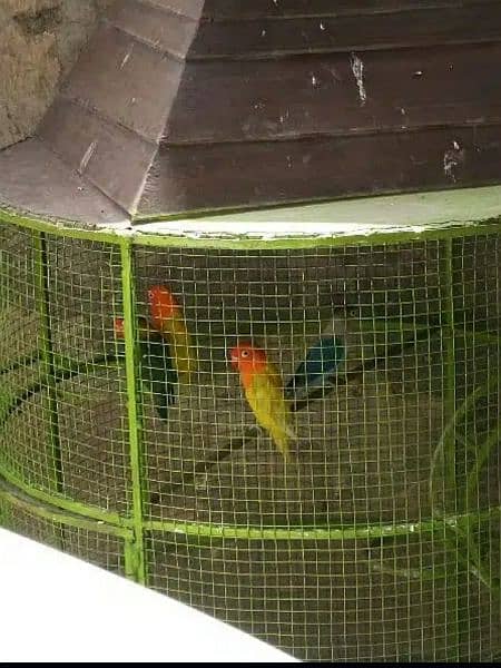 bird cage for raw parrots iron cage full strong 5