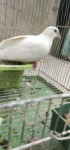 This is a male and female Dove red eyes