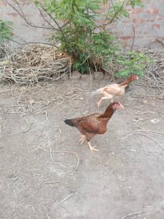 2 Hens for sale