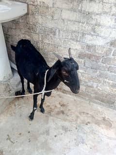 Pahari Teddi bakri