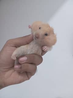 hamster