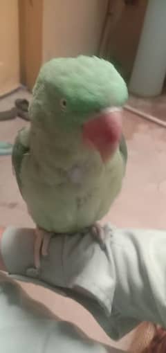 Raw parrot handtamed talking