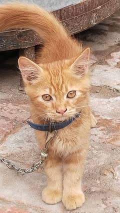 BROWN COLOUR CAT . RUSSIAN CAT