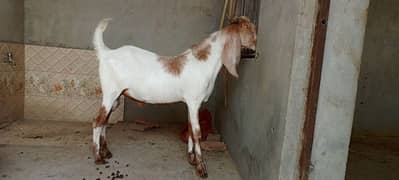 bakra