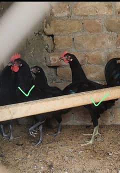 2 pure australorp murgy(male) for sale