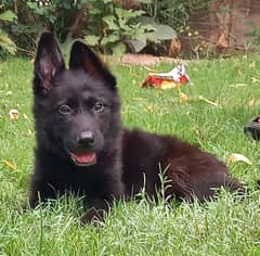 black beuty long coat German Shepherd female for sale