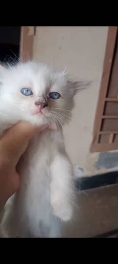 blue eyes Persian cats