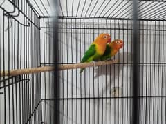 lovebirds