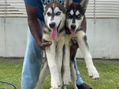 Siberian Husky puppy / Male puppy / Husky / Dog for sale