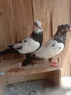 Black Chida Pair Avilabal