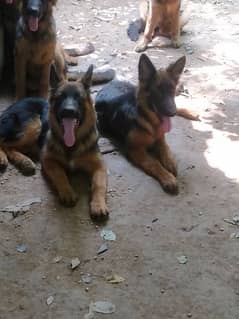 German shepherd, double code,pay degree Pakistan dogs center register