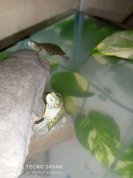 red ear slider babies 5