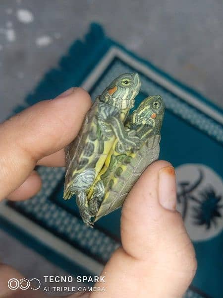 red ear slider babies 1