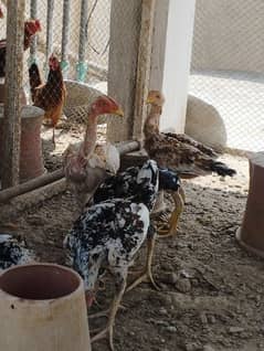 Aseel Chicks for sale