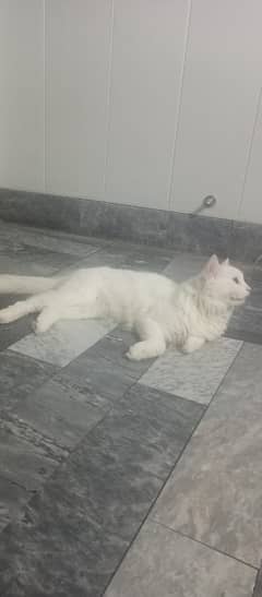 Persian cat male