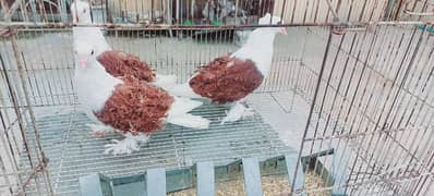 birds for sale