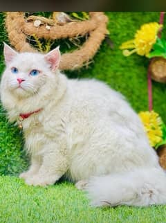 7 months Persian cat for sale in blue eyes fully traine