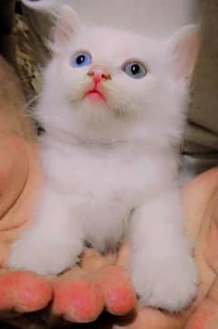 pure white triple coated 1 month kitten avilable price 14000