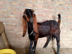 bakra sale 5 month call  03018849331