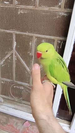 Green ringneck parrot handtame