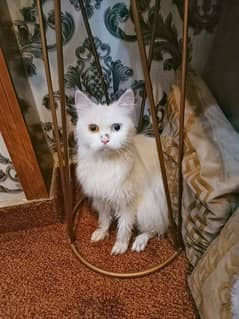 Persian Cat For sale