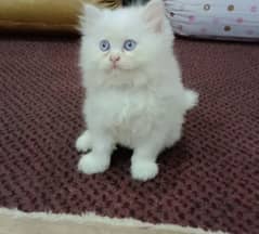 pure triple coated white Persian kittens (home, pure bloodline)