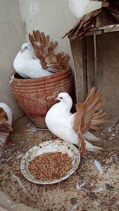 fancy red /yellow tailmark breeder pairs pathy mix  pegions