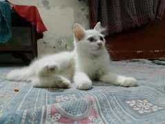 Persian cats available for sale