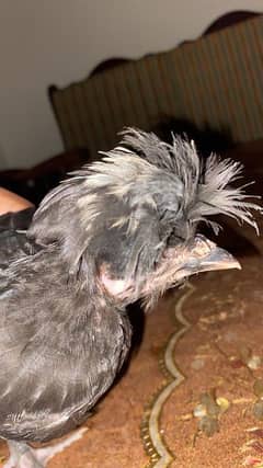 Polish Hen Chicks Available