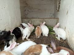 Rabbits for Sell