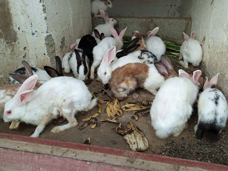 Rabbits for Sell 1