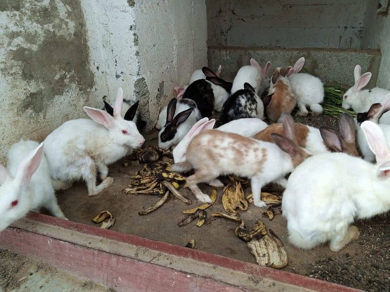 Rabbits for Sell 3