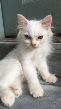 ODD EYE FEMALE PERSIAN KITTEN