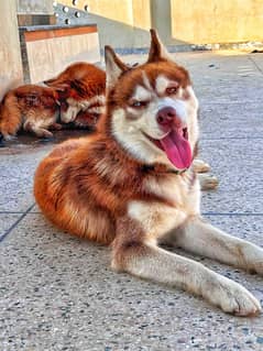 Husky | Siberian Husky Pair | Husky KCP registered pair | Pedigree dog