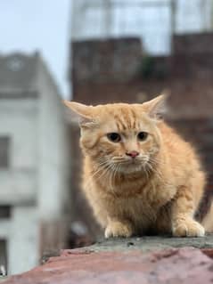 Parisian male cat