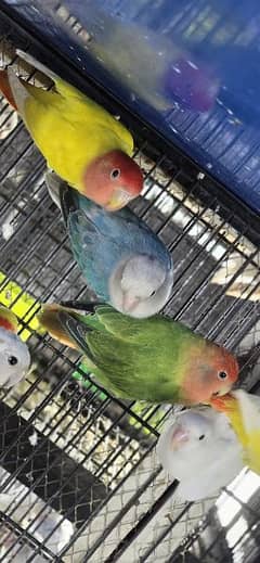 Love bird (Roseicollis) All clr available Redy to breed