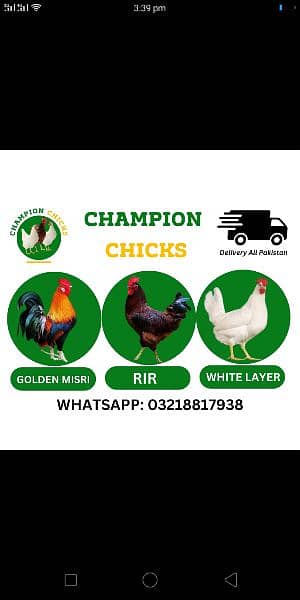 Golden Misri | White Layer | RIR | Day old Chicks Available 1